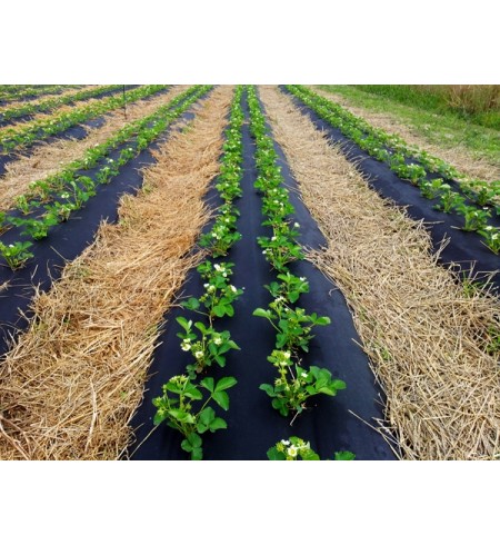 Folia ściółkująca UV4 50um czarna 1,2x300m z otworami 36x31cm