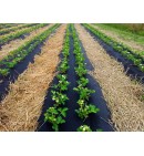 Folia ściółkująca truskawki UV4 50um czarna 1,2x300m z otworami 36x31cm