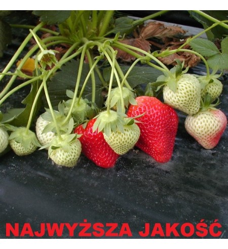 Folia ściółkująca UV6 Geo45 cz/b 1,2x600m z otworami 35x35