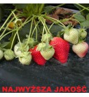Folia ściółkująca pod truskawki UV6 Geo45 cz/b 1,2x600m z otworami 35x35 